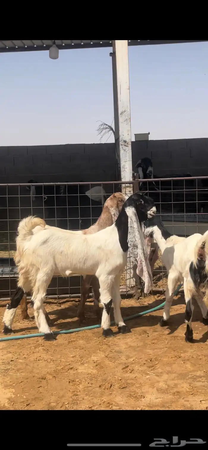 جفار 7