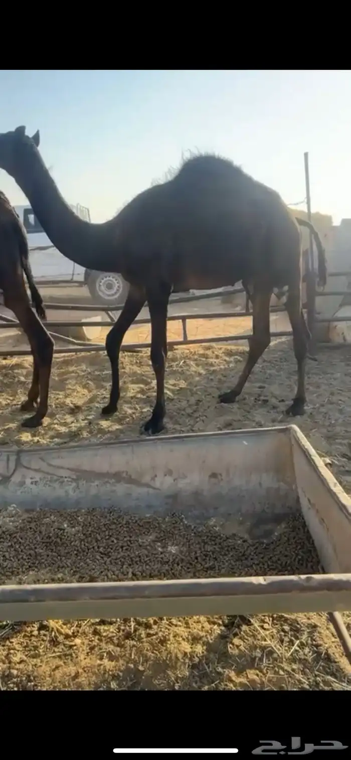 قعدان مفاريد طيبه جدا 7