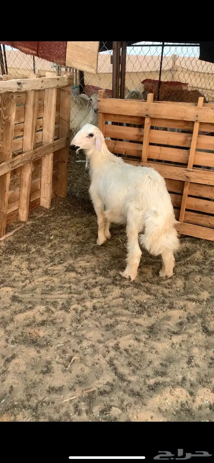 خروف اصفر فلل 4