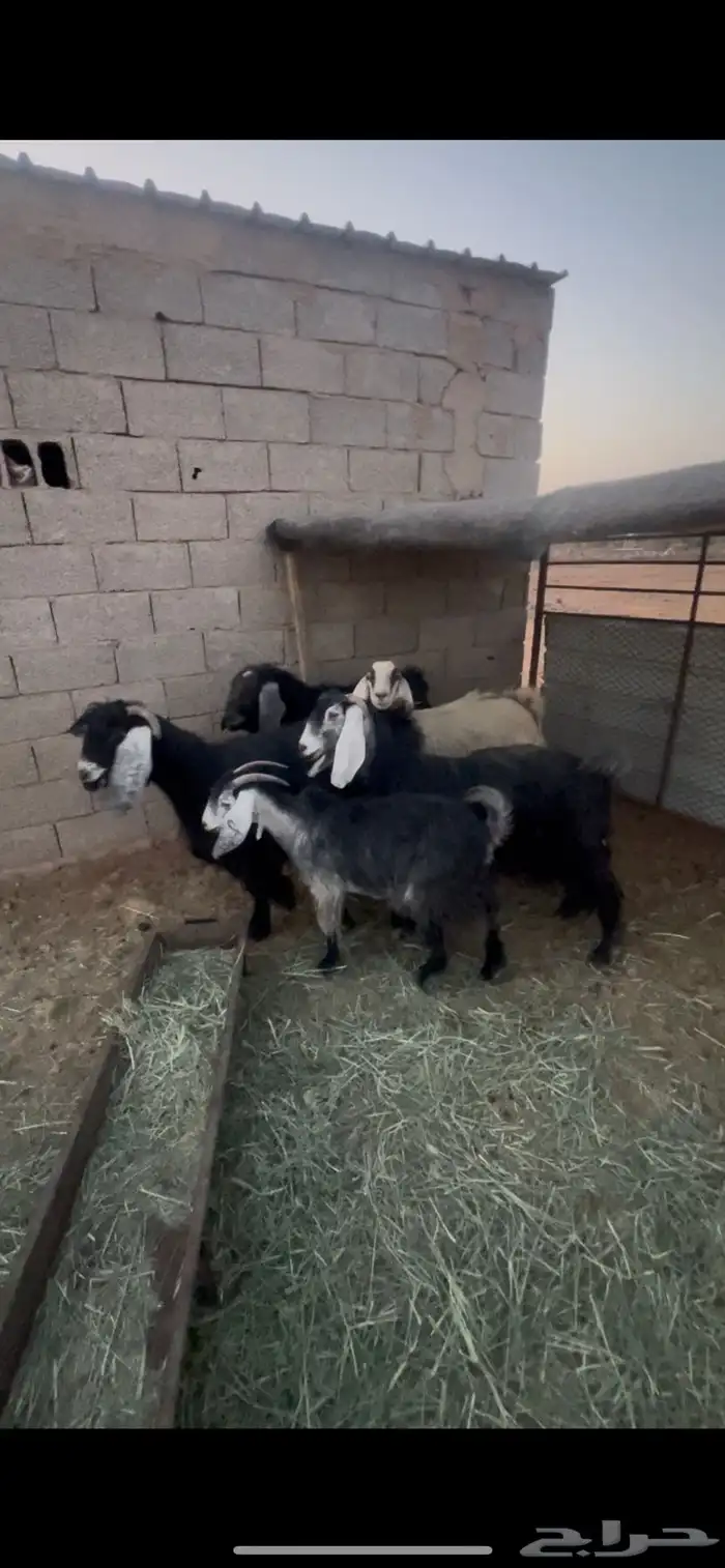 معزا مضاريع 0