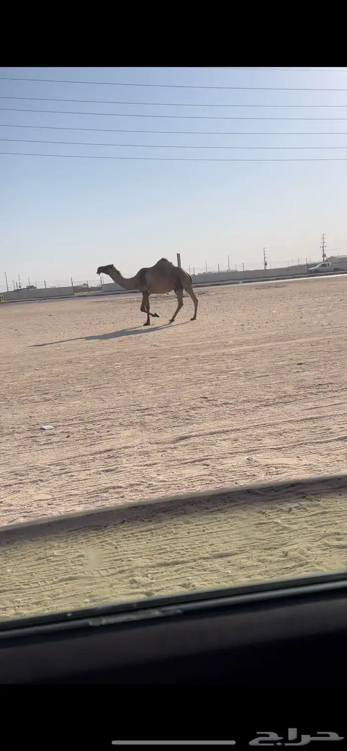 لقحه صفراء كفووو 0
