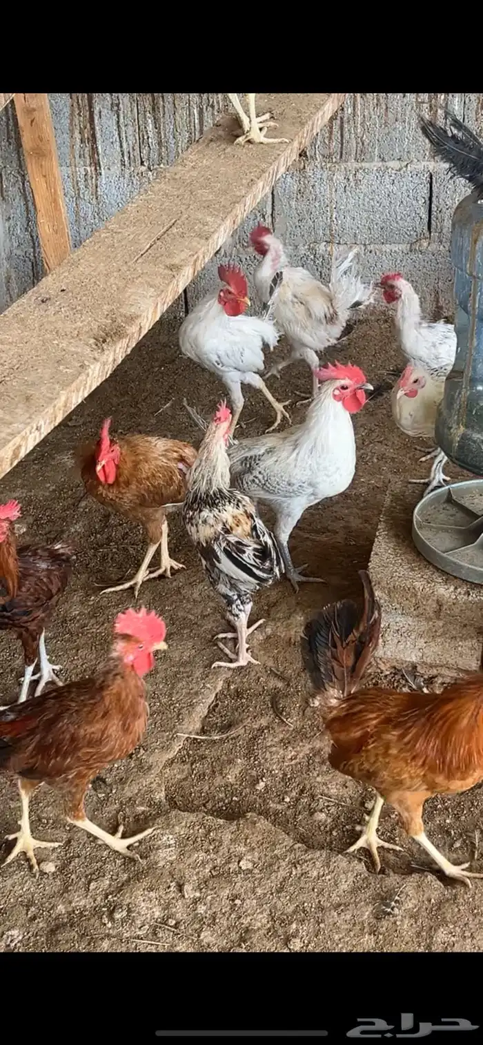 دجاج للبيع 4