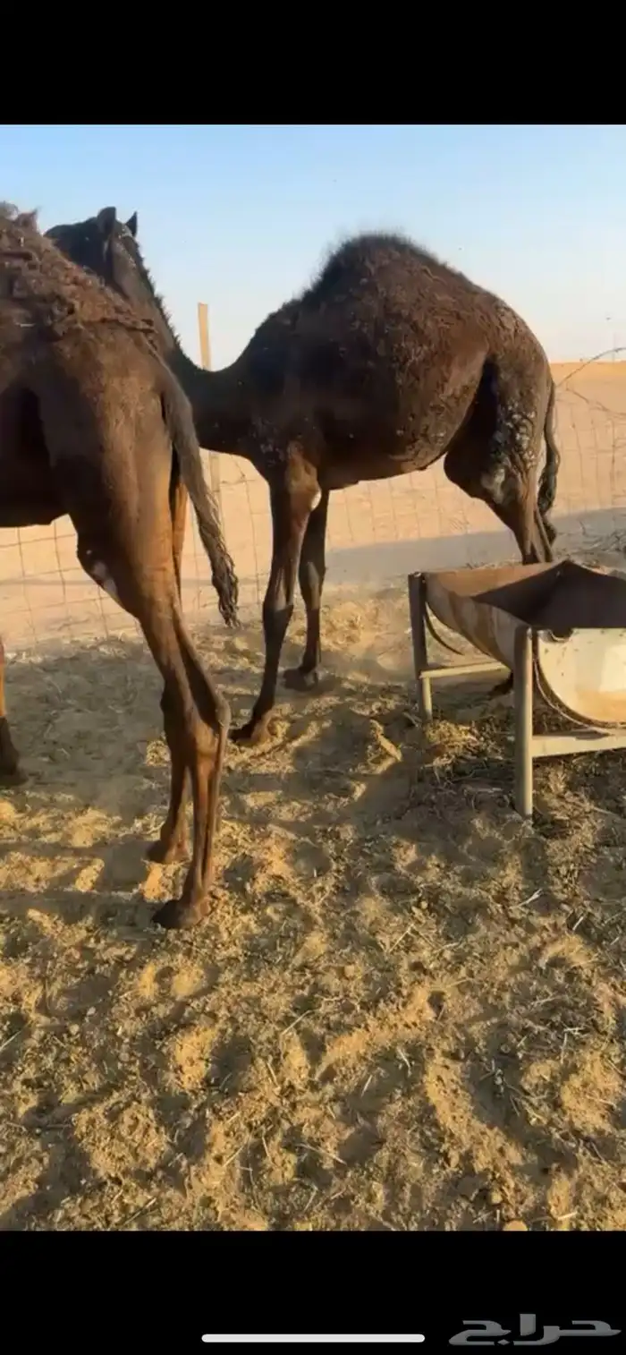 قعدان مفاريد طيبه جدا 0