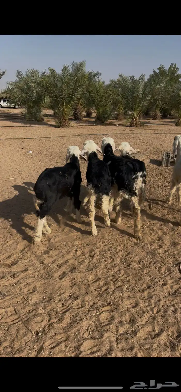 بهم نجد خرفان تربيه 0