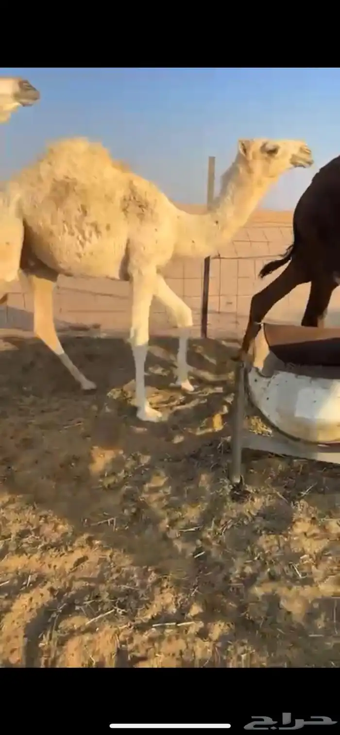 قعدان مفاريد طيبه جدا 1