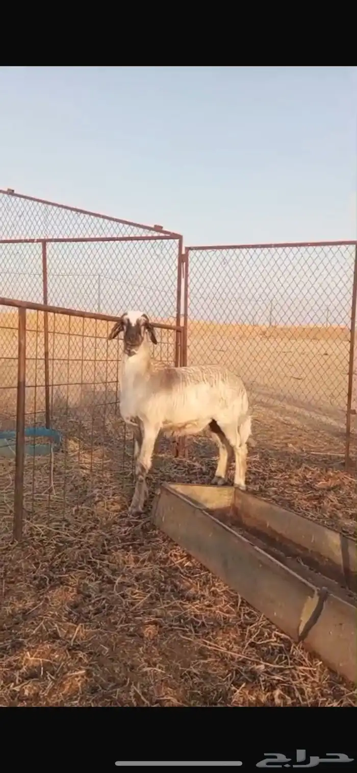 خروفين وتيس للبيع الموقع نفي 1