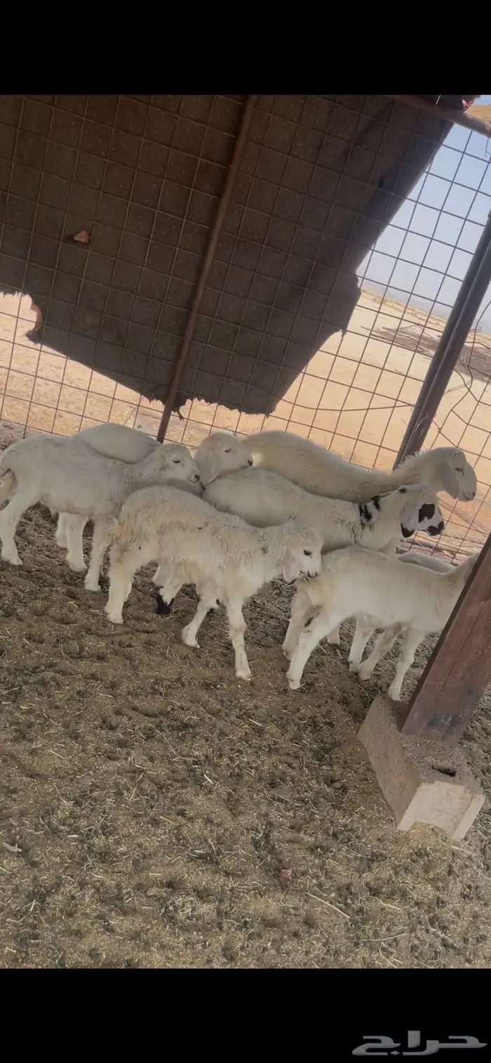 للبيع بهم حري 2