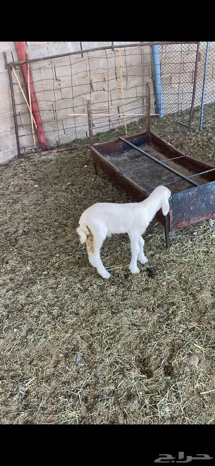 تم تم البيع 0