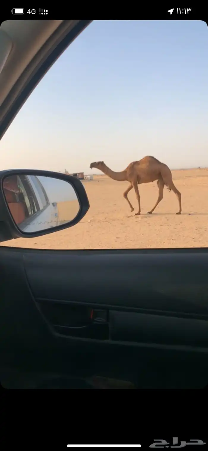 قعود 2