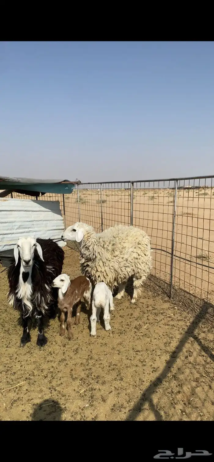 شياه ثنوات تحتهن رخال 5