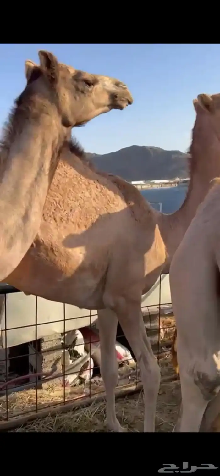 قعدان للبيع مغلقه فل الفل 1