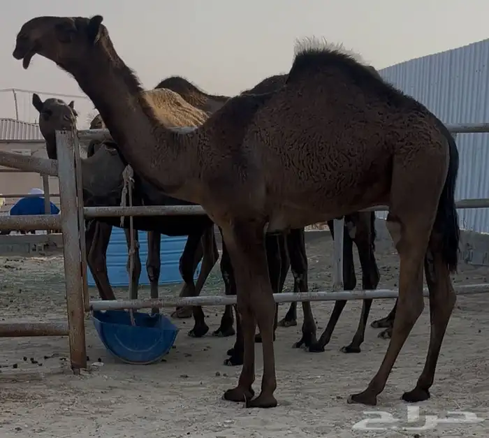 مجهم قعود طيب جدا وسلم العذاريب 0