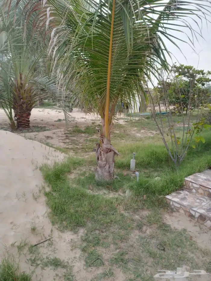 تركيب شبكات الري الزراعي والزراعة 3