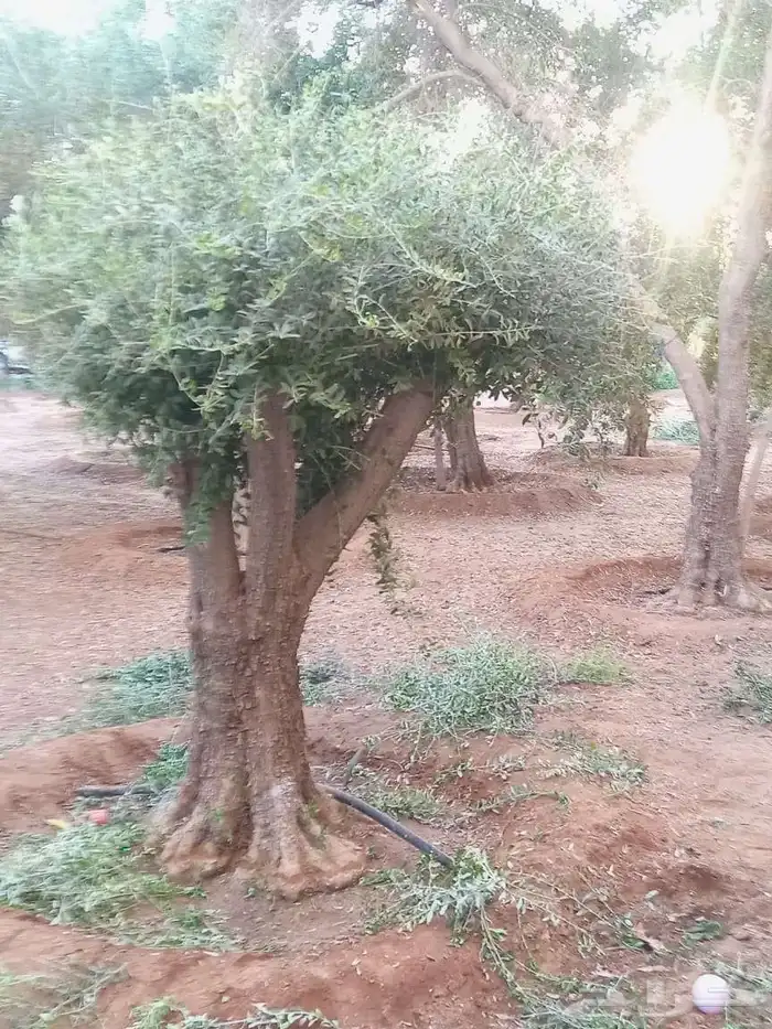 أشجار زيتون مثمر ومعمر بجميع المقاسات ونقوم بتركيب الشبوك 6