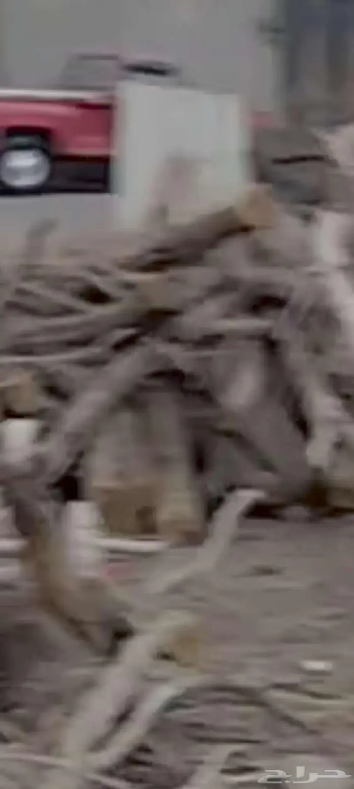 أشجار بزرومي قبل الشتاء 0