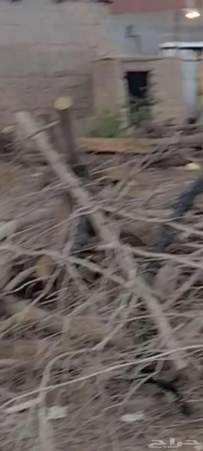 أشجار بزرومي قبل الشتاء 1