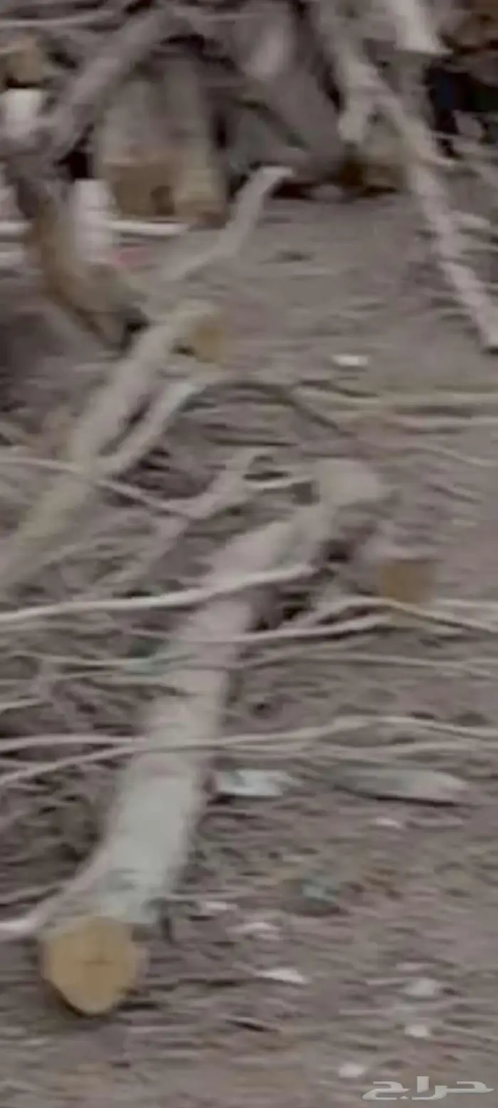 أشجار بزرومي قبل الشتاء 2