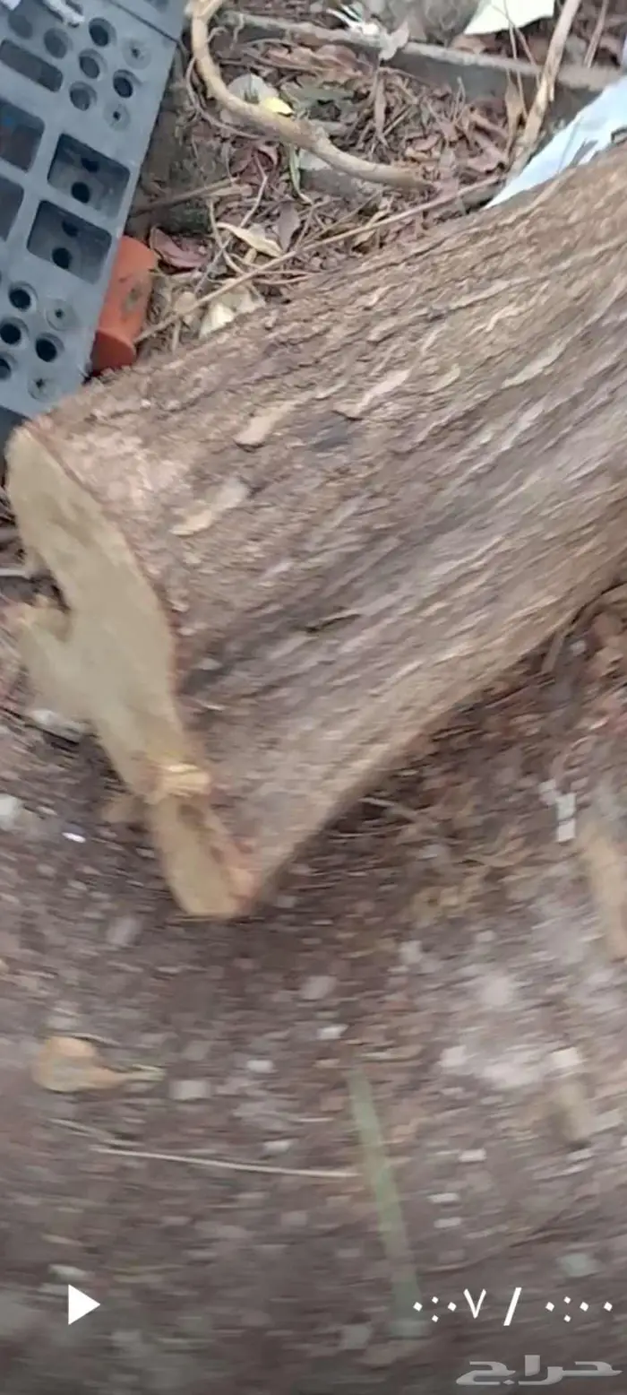 أشجار بزرومي قبل الشتاء 5