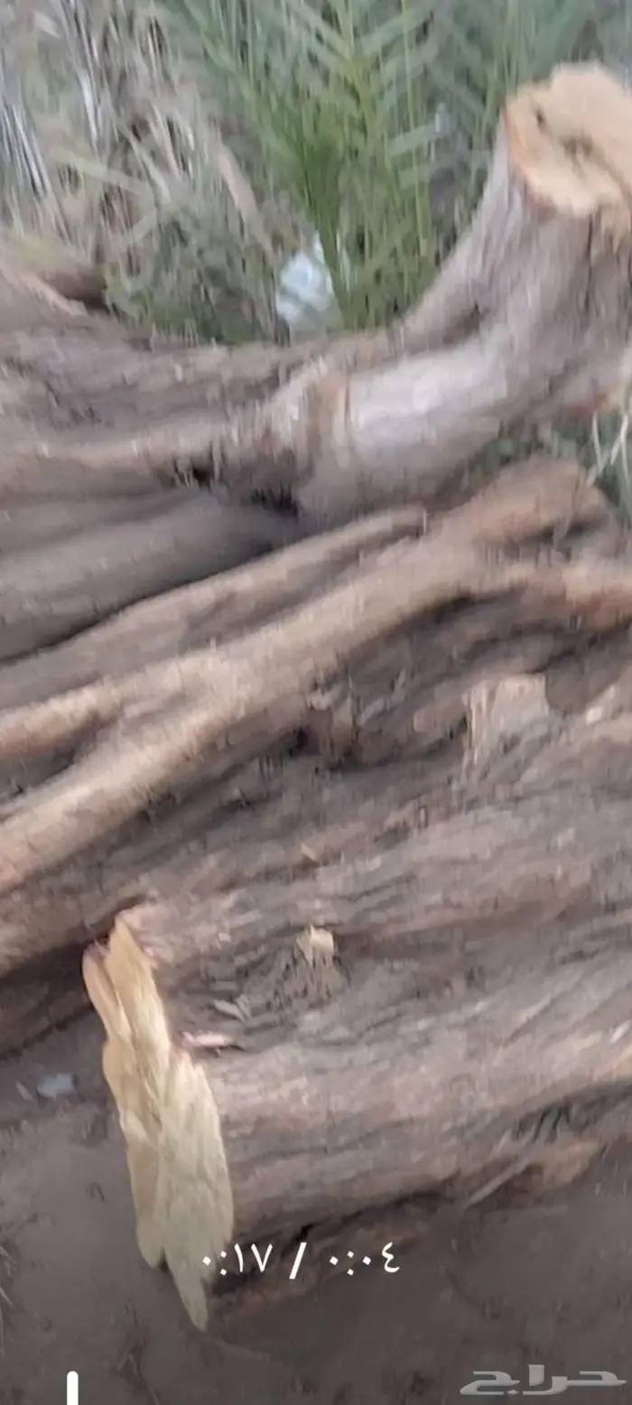 أشجار بزرومي قبل الشتاء 6