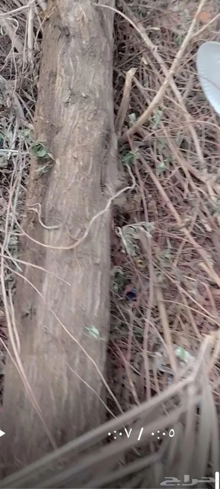 أشجار بزرومي قبل الشتاء 4