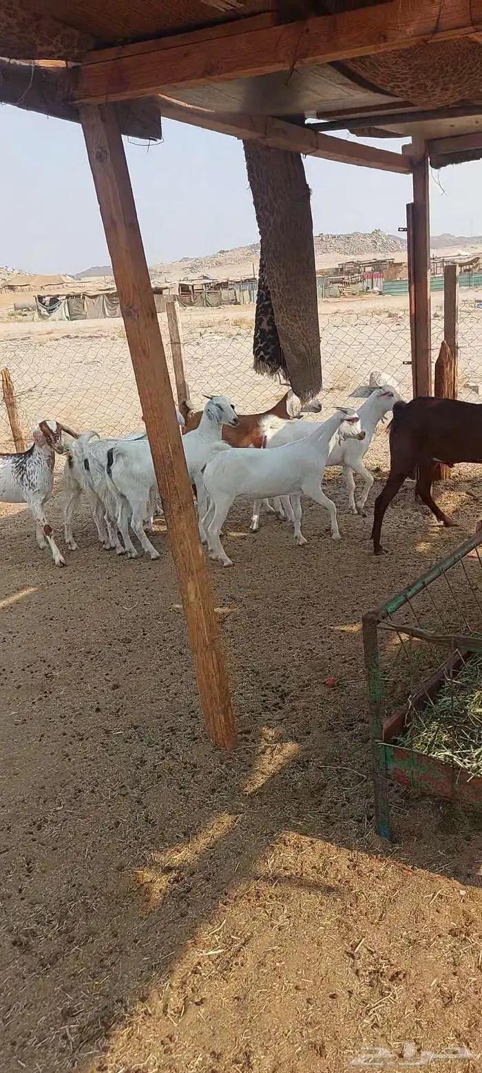 فحل وتيوس سمان.. وجفار مقاني وعنز خلفة 13