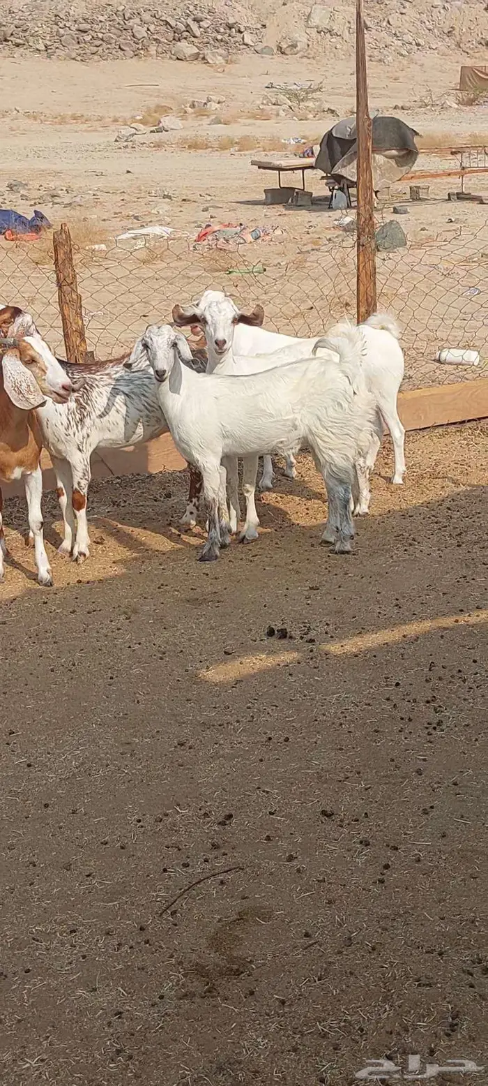 فحل وتيوس سمان.. وجفار مقاني وعنز خلفة 14