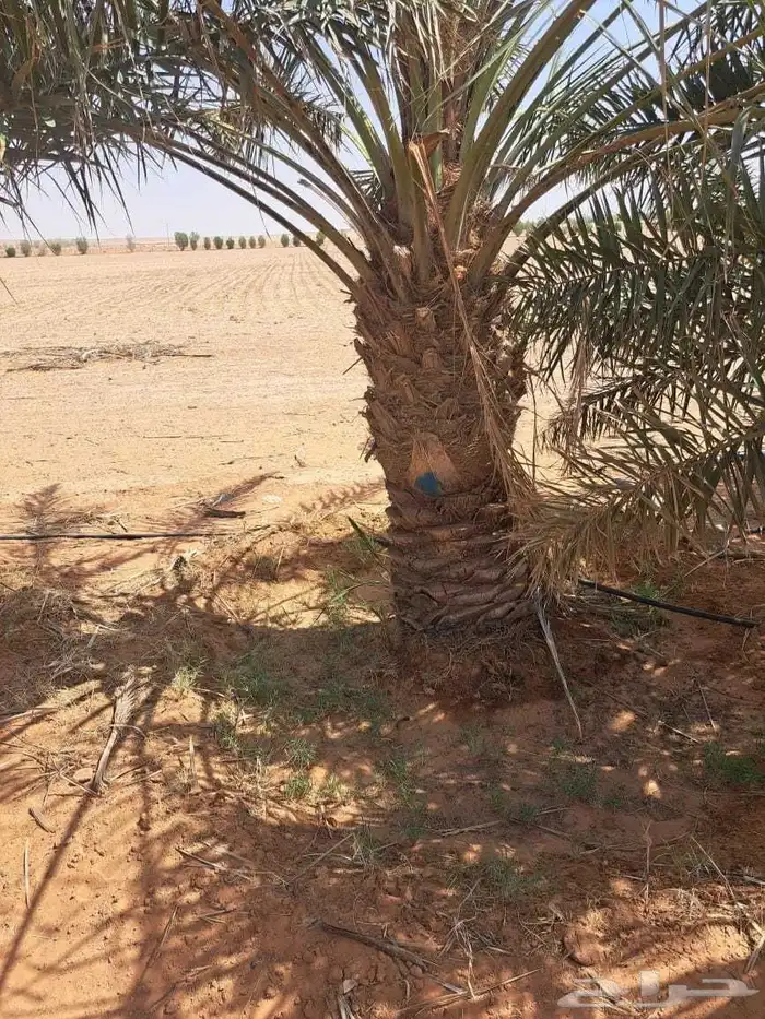 للبيع نخيل عربي مثمر نقايل وفسايل جميع المقاسات والانواع 0