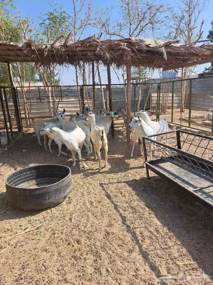 معزا بيشيات للبيع دفيع على ولاده 0