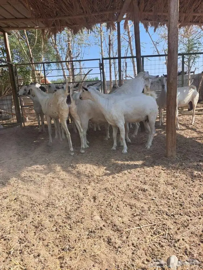 معزا بيشيات للبيع دفيع على ولاده 5