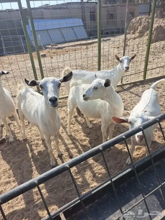 معزا بيشيات للبيع دفيع على ولاده 3
