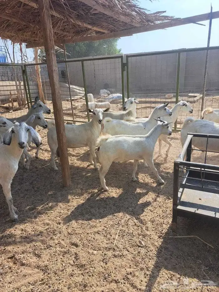 معزا بيشيات للبيع دفيع على ولاده 1