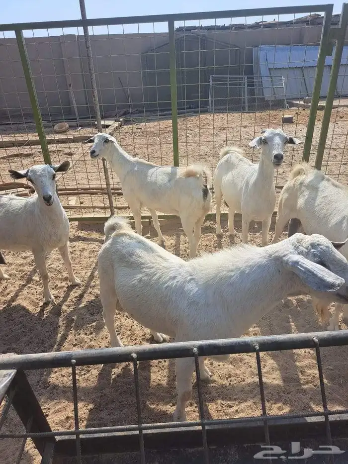 معزا بيشيات للبيع دفيع على ولاده 7