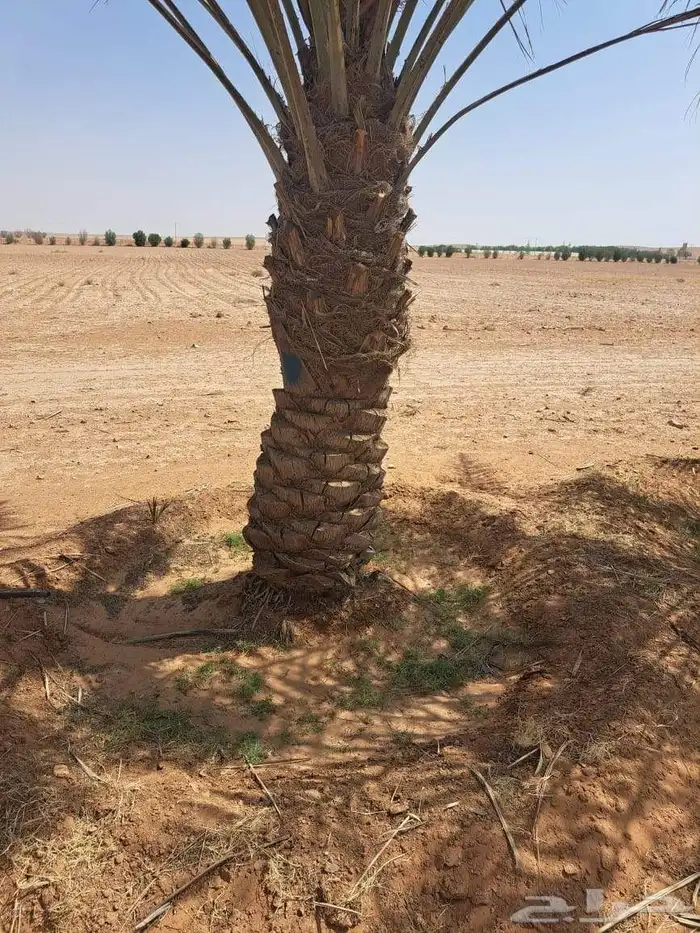 للبيع نخيل عربي مثمر نقايل وفسايل جميع المقاسات والانواع 1