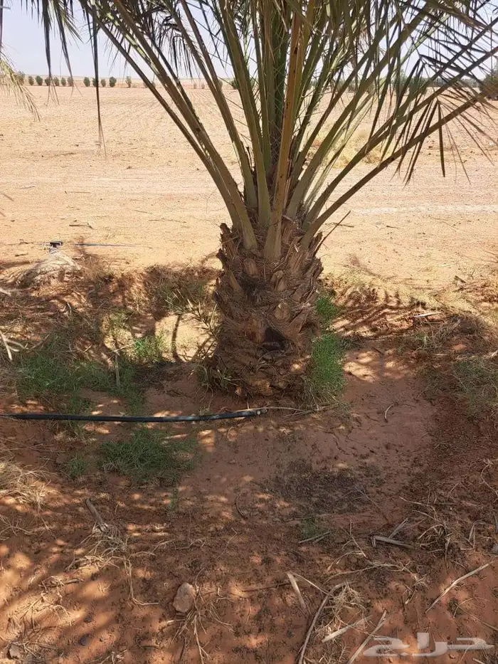للبيع نخيل عربي مثمر نقايل وفسايل جميع المقاسات والانواع 3