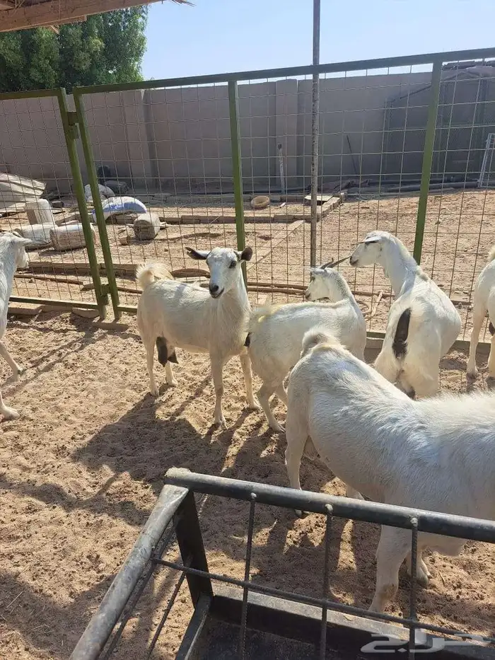 معزا بيشيات للبيع دفيع على ولاده 6