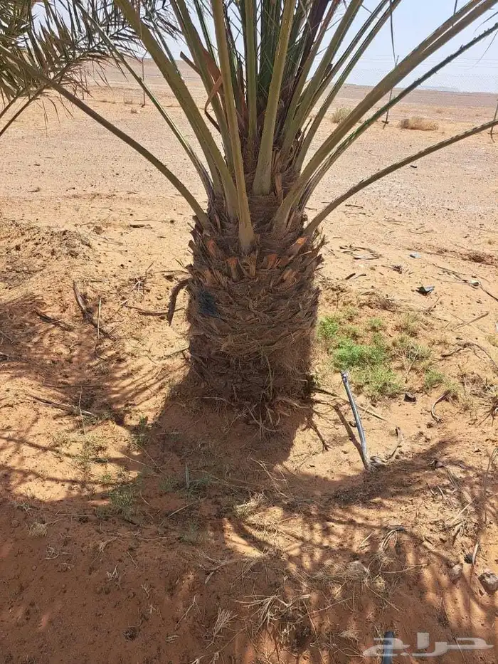 للبيع نخيل عربي مثمر نقايل وفسايل جميع المقاسات والانواع 2