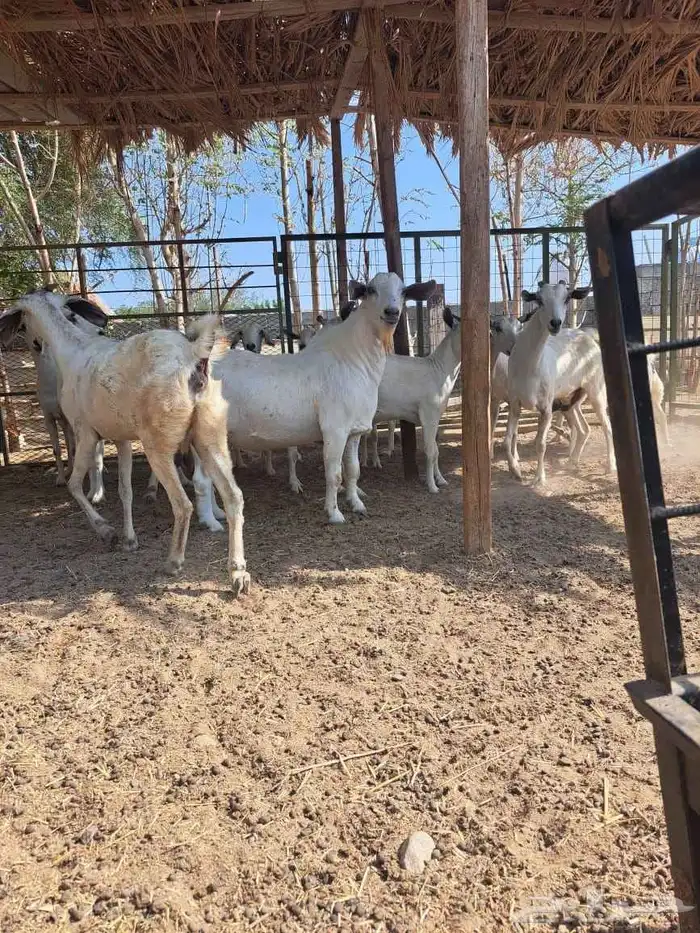 معزا بيشيات للبيع دفيع على ولاده 2