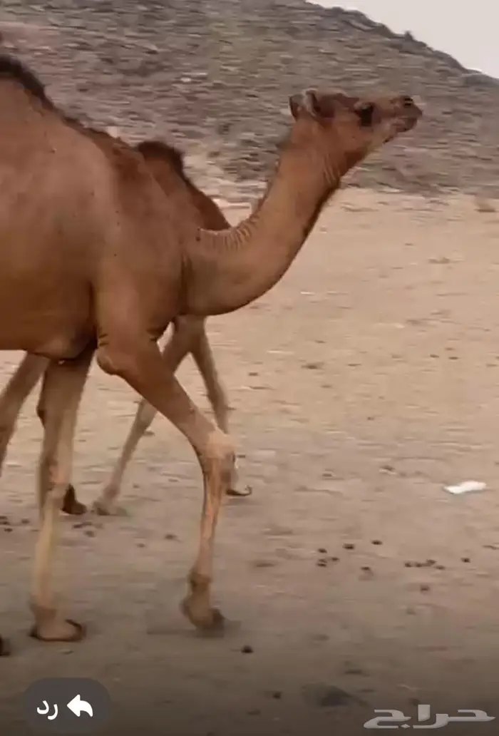 مراح ابل حمر للبيع خوات وبنات بعض 2