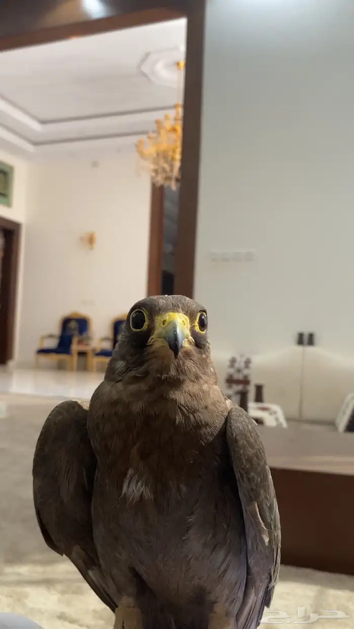 صقر بكه 0