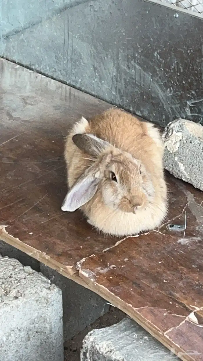 جنبيه مكعب نجراني وأرانب ووبران 9