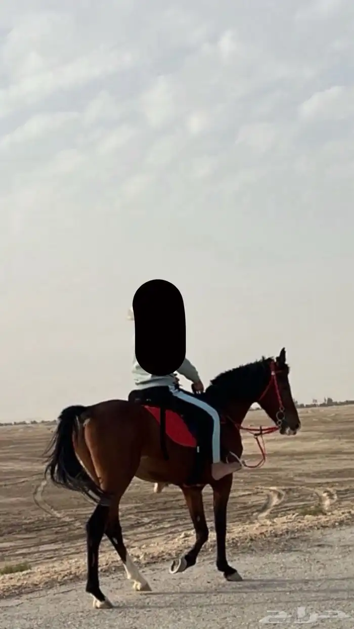 حصان السنة ذي دخل خمس سنين وطولة سبع بلكات 0
