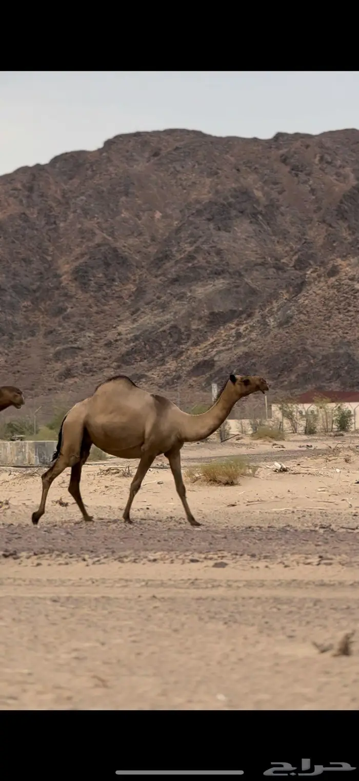 الناقه العونيه الصفراء الملاقي الكفو 2