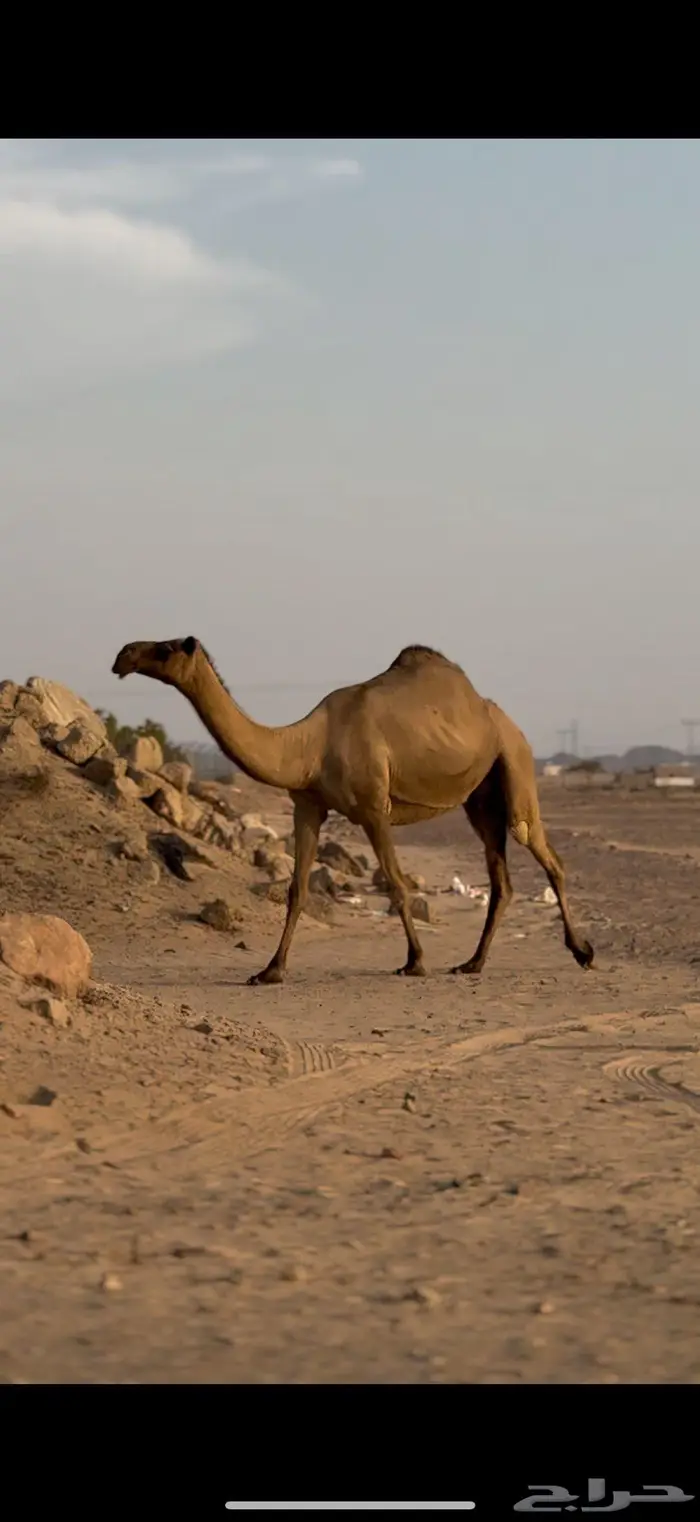 الناقه العونيه الصفراء الملاقي الكفو 4