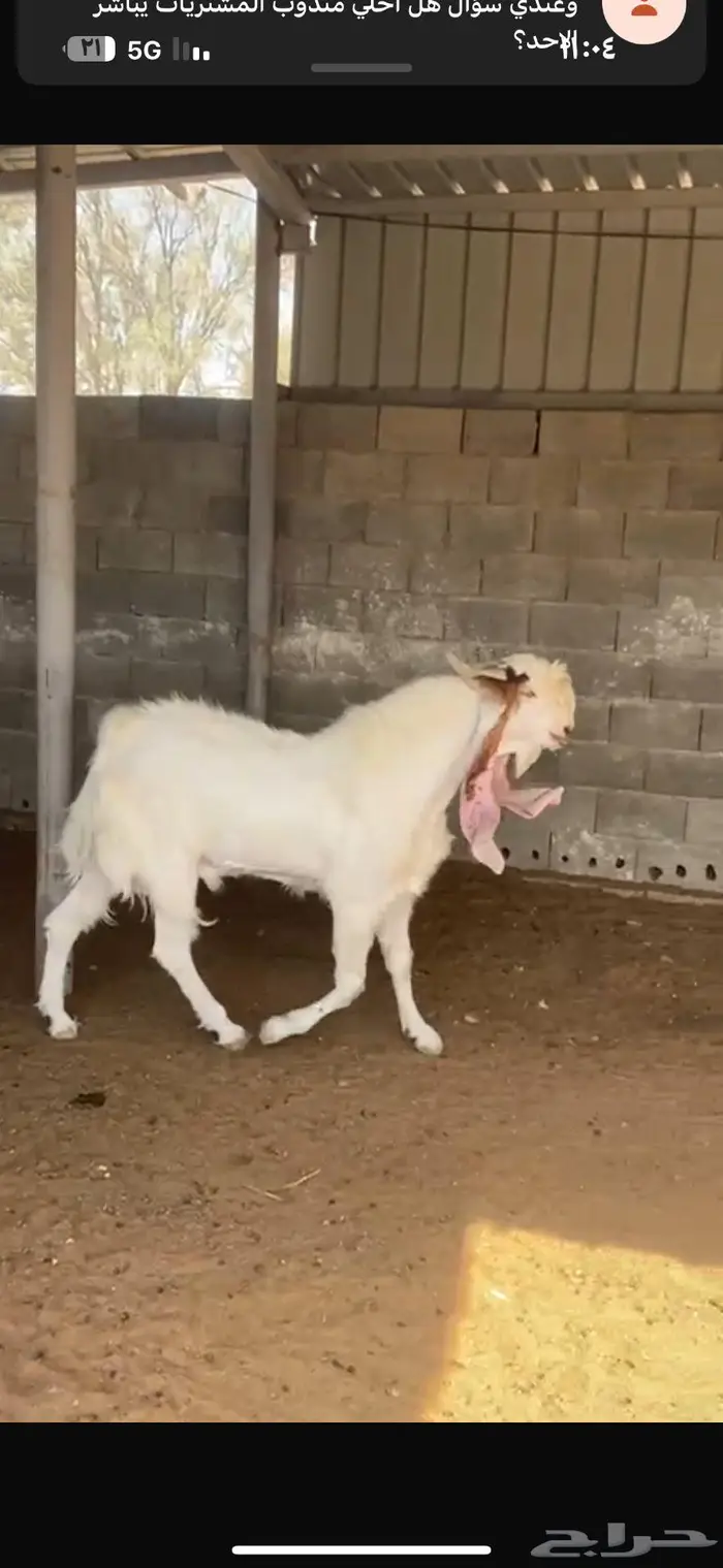 فحل مطور مشاريك 1