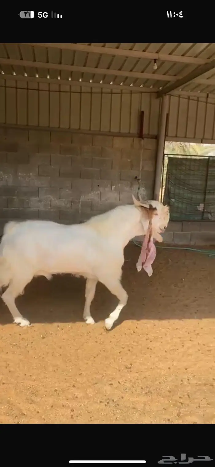 فحل مطور مشاريك 0