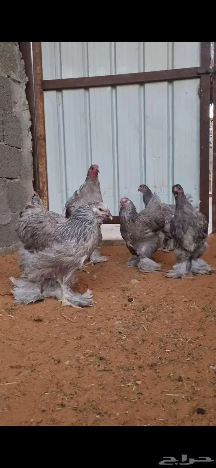 براهما بلو 0