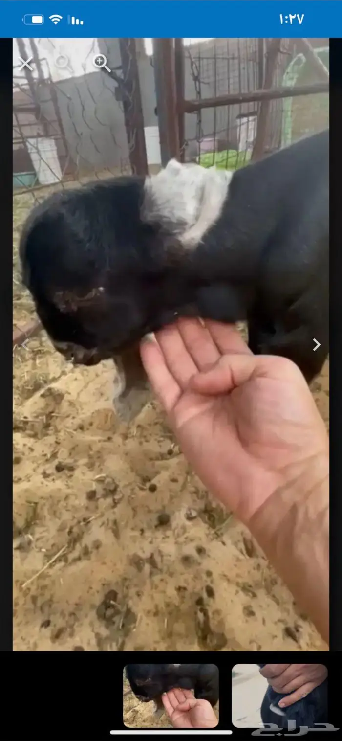 فحل عارضي بالاحساء الفديو آخر صوره اضغط عليها 2