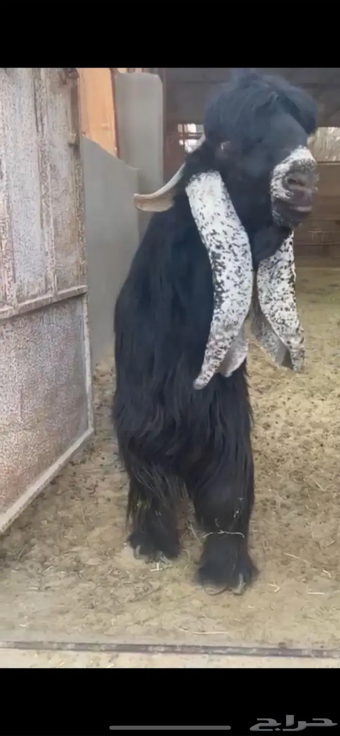 فحل عارضي بالاحساء الفديو آخر صوره اضغط عليها 1