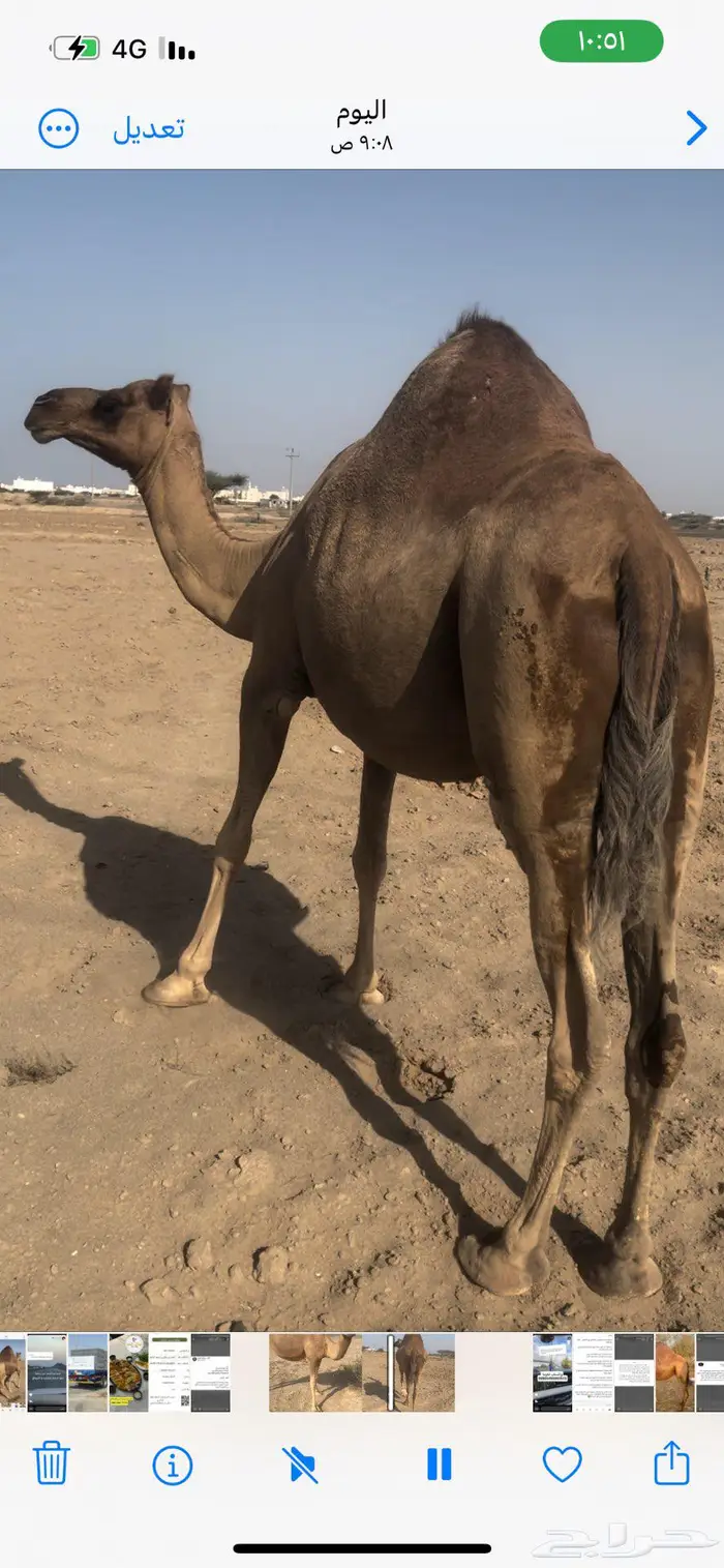 ناقة حمراء دهماء للون الفاخر في الحمر 0