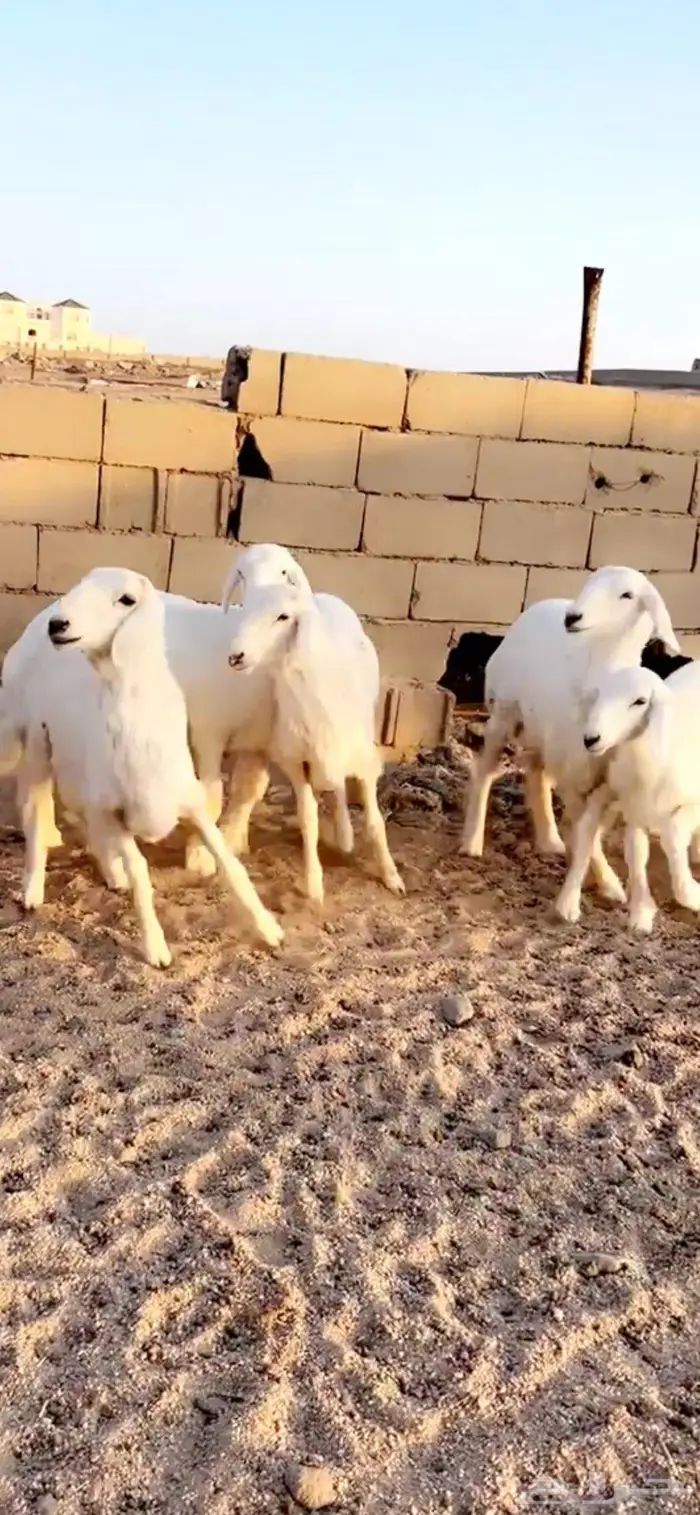 بهم 0